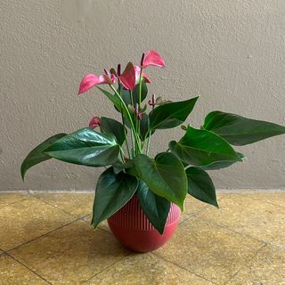 Anthurium