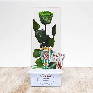 Rosa Eterna CORDOBA 1,77