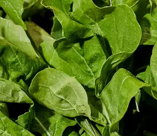 Rúcula