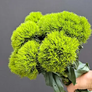 Goździk "kiwi"