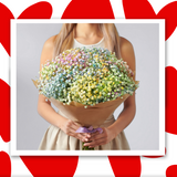 ფერადი გიფსოფილა 15 ტოტი