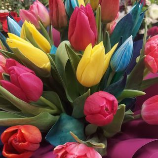Bukiet z 25  kolorowych tulipanów