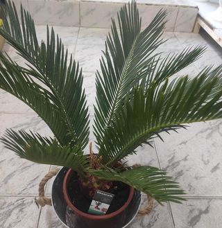 Палма Цикас