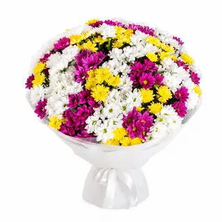 51 різнокольорова хризантема