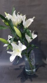 თეთრი ჰოლანდიური ლილია 1 ტოტი