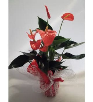 Pianta anthurium fiorito