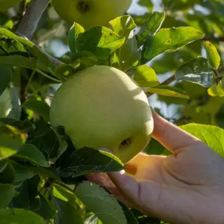 Poma De Girona