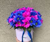 ფერადი ქრიზანთემა