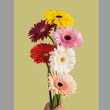 ფერადი გერბერა 10 ტოტი