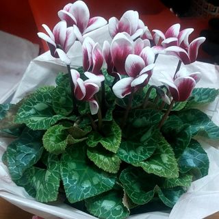 Pianta di ciclamini durano tantissimo e sta fuori