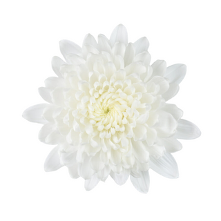  Crisantemo Uniflora Blanco Flor Suelta (Por unidad/No es un ramo) 