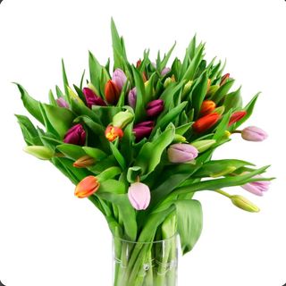 Ramo de 15 tulipanes tamaño XL