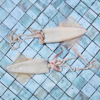 Calamaro pulito intero 300 g circa