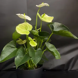 Anthurium blanco 