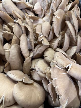Pleurotus 250 g