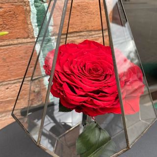 Червона троянда в колбі