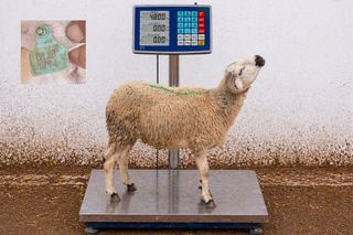 01281794 - 48 Kg