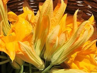 Fiori di zucca a