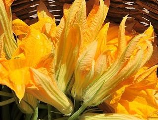 Fiori di zucca a
