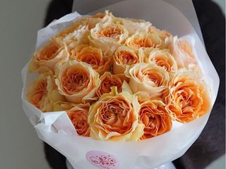Peach Roses Jardim M-size