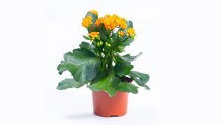 Kalanhoja narandžasta