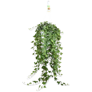 Hedera helix 'Pittsburgh'