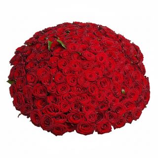 151 червона троянда