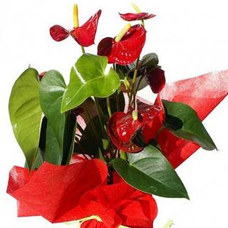 Planta Anthurium. grande.