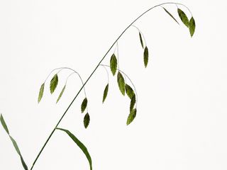 Latifolium