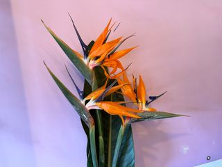 სამოთხის ჩიტი 