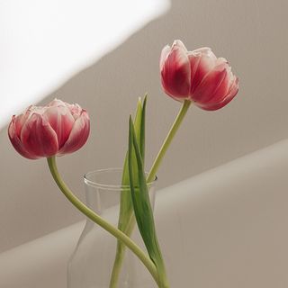 Ramo de tulipanes fucsias dobles. 8u