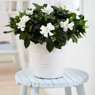Gardenia profumata 