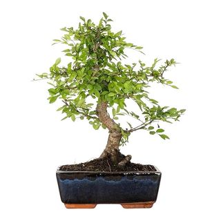 Bonsai Zelkova o altre varietà 