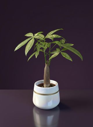 Мини пахира в керамична кашпа