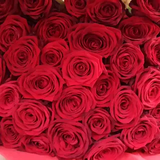Red rose