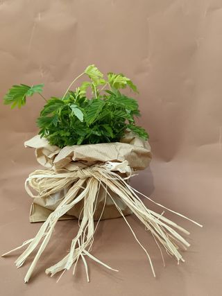Mimosa pudica