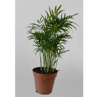 Хамедорея (40см)