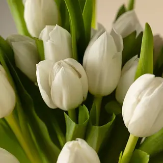 Ramo de 10 tulipanes blancos premium 