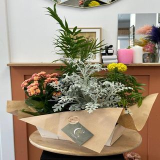 Caja de Plantas Variadas Pequeño