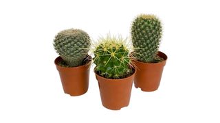 Kaktus  mix 5-10 cm