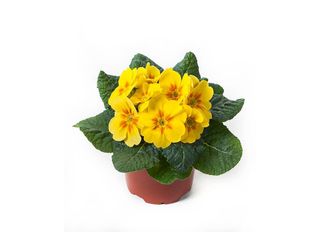 Иглика, Жълта