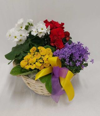 Cesto piante fiorite di stagione