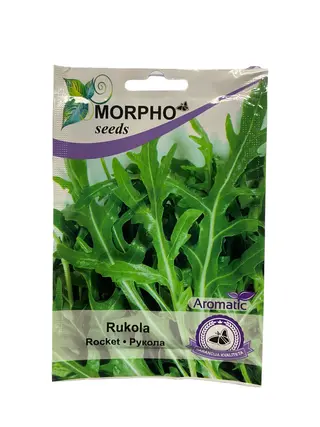 Rucola