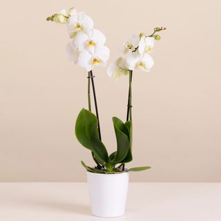 Orchidea bianca