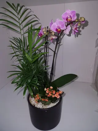 Aranjament Mix Plantre In Vas Ceramic Mare