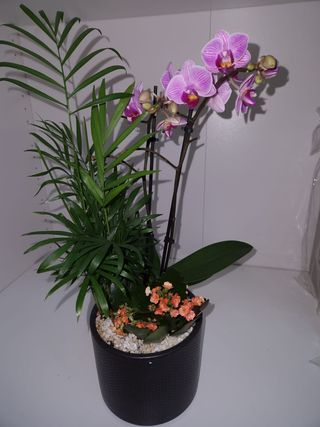 Aranjament Mix Plantre In Vas Ceramic Mare