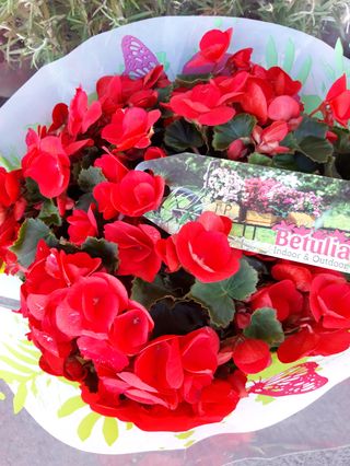 Betulia Bello grande 