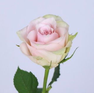 Троянда Пінк Атена (1шт)