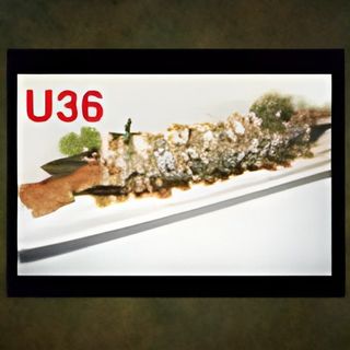 U36 Arachidi uramaki