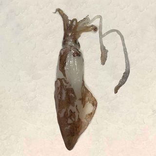 Calamar Romana (400 Gr.)